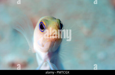 Coral Reef in Carbiiean Meer yellowhead Brunnenbauer, Opistognathus aurifrons, ist eine Pflanzenart aus der Gattung der brunnenbauer native auf Korallenriffe in der Karibik. Stockfoto