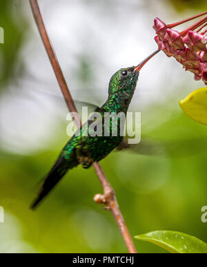 Emerald, dass Kolibris, Abeillia abeillei auch als Abeille von Kolibris bekannt Stockfoto