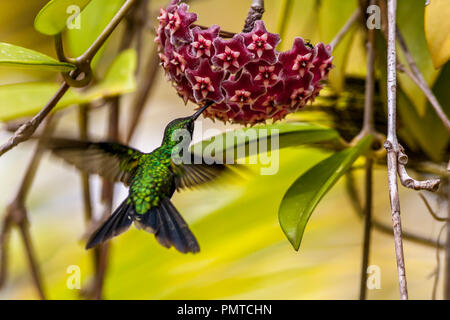 Emerald, dass Kolibris, Abeillia abeillei auch als Abeille von Kolibris bekannt Stockfoto