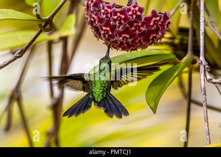 Emerald, dass Kolibris, Abeillia abeillei auch als Abeille von Kolibris bekannt Stockfoto