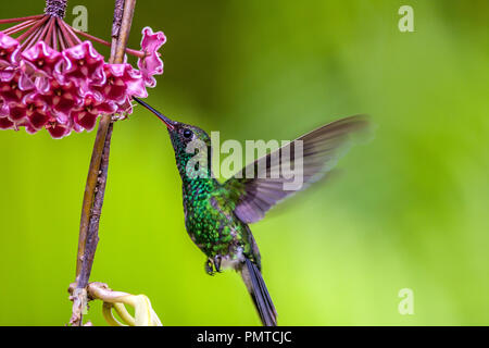 Emerald, dass Kolibris, Abeillia abeillei auch als Abeille von Kolibris bekannt Stockfoto