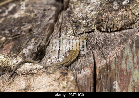 Lizard gemeinsame (Lacerta vivipara) Sonnenbaden auf warmen Baumstumpf. Grau braun färben mit variablen Markierungen und Muster dieses hat einen sehr langen Schwanz Stockfoto