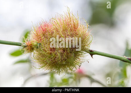 Robins Nadelkissen, Rose bedeguar oder Moos Galle auf Hund rose stammen. Rot Orange Grün Farbtöne auf der gefiederten Runde haarige Wachstum von Gall wasp Larven verursacht. Stockfoto