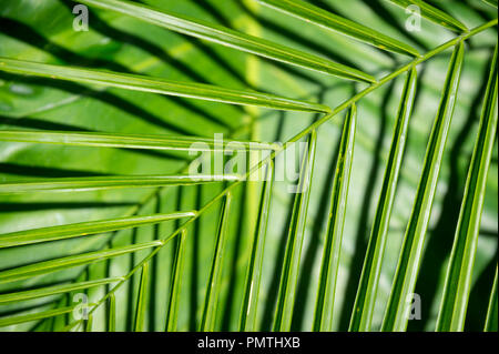 Hellen grünen Palmwedeln Casting Shadows auf banana Palm Blätter Stockfoto