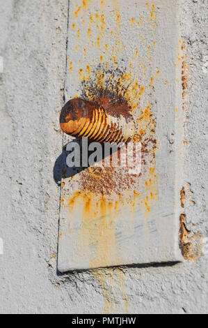 Rostiges Metall Element auf der Wand aus Gips Stockfoto