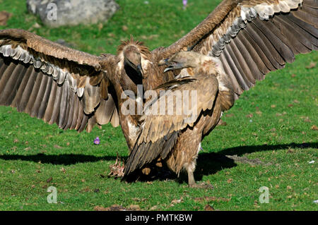 Gänsegeier (Tylose in Fulvus) Kämpfen, Pyrenäen, Frankreich Vautour fauve Stockfoto