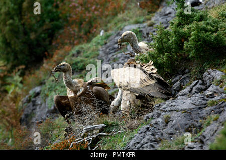 Gänsegeier (Tylose in Fulvus), auf Schafe Karkasse, Pyrenäen, Frankreich Vautour fauve, sur Schlachtkörpers de Brebis Stockfoto