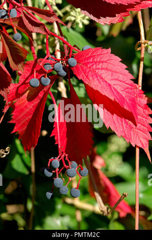 Virginia Creeper, Herbst (parthenocissus Subtomentosa) vigne vierge Stockfoto