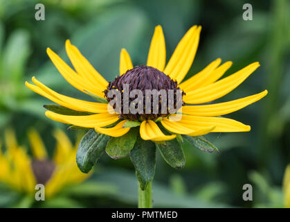 Rudbeckia fulgida 'Kleine Goldstar" (Coneflower 'Kleine Goldstar", Black-Eyed Susan) Blüte im Herbst in West Sussex, UK. Kann Rudbekia buchstabiert werden. Stockfoto