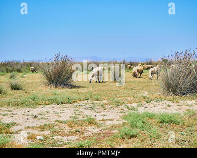 Eine Herde Schafe auf einer Weide in eine mediterrane Landschaft. Stockfoto