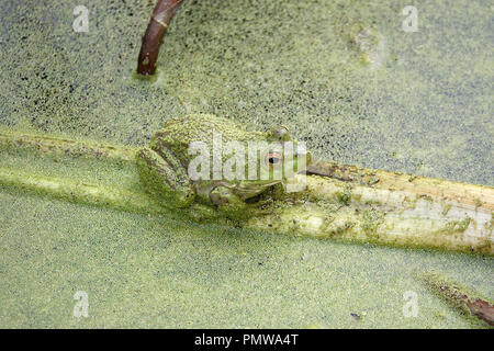 Wilde Amerikanische Ochsenfrosch (Rana catesbeiana Lithobates catesbeianus oder) in einem WASSERLINSEN-bedeckten Teich Stockfoto