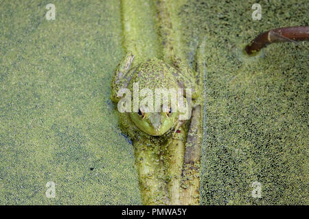 Amerikanischer Ochsenfrosch (Lithobates Catesbeianus) in einem Teich Stockfoto