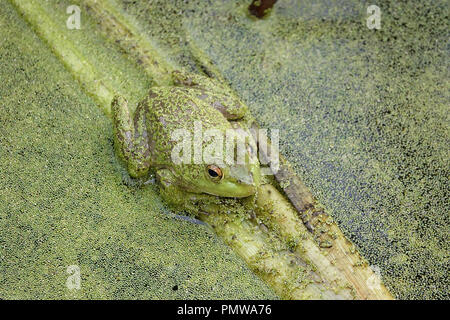 Wasserlinsen bedeckt Amerikanische Ochsenfrosch (Rana catesbeiana) in einem Teich Stockfoto