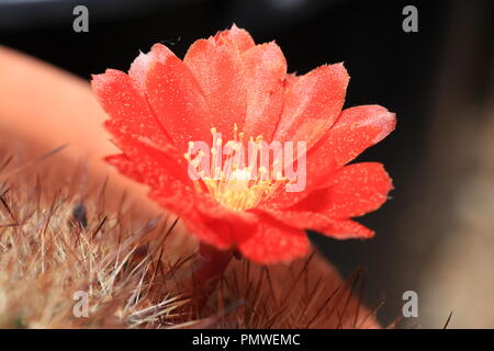 Einige Kakteen Blüte nur ein paar Stunden, ein paar Tage und einige nur blühen in der Nacht. Stockfoto