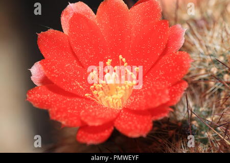 Einige Kakteen Blüte nur ein paar Stunden, ein paar Tage und einige nur blühen in der Nacht. Stockfoto