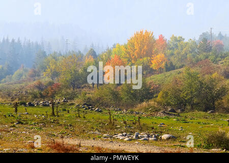 Herbst panorama Hintergrund mit bunten Grün, Rot und Gelb Bäume und nebligen Berge Stockfoto