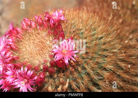 Einige Kakteen Blüte nur ein paar Stunden, ein paar Tage und einige nur blühen in der Nacht. Stockfoto