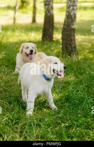 Vertikaler einen niedlichen Welpen Stockfoto