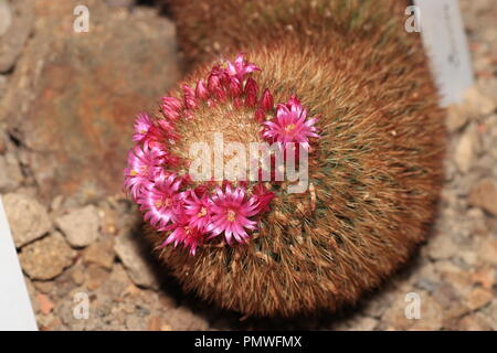 Einige Kakteen Blüte nur ein paar Stunden, ein paar Tage und einige nur blühen in der Nacht. Stockfoto