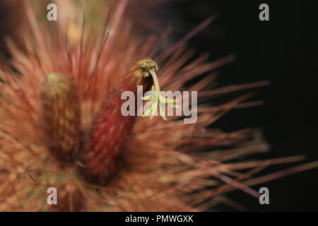 Einige Kakteen Blüte nur ein paar Stunden, ein paar Tage und einige nur blühen in der Nacht. Stockfoto