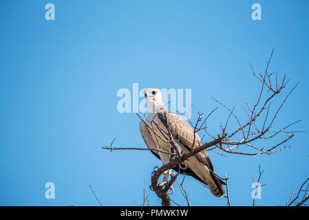 Juvenile Martial Eagle in einem Baum gehockt Stockfoto