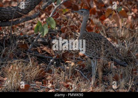 Red-Crested korhaan im Schatten an einem heißen Tag Stockfoto