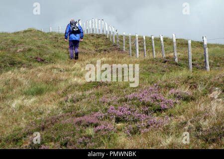 Mann neben einem Zaun auf Leathad Gaothach in die schottischen Berge Corbett Meall na h-aisre Schottischen Highlands. Glen Spey, Scottish Highlands, Stockfoto