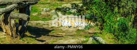 Gestreifte tiger hinlegen und schlafen in einem grünen Natur Landschaft Stockfoto