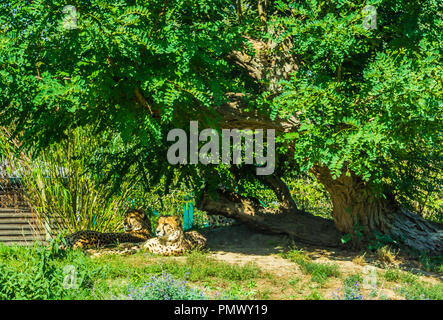 Geparden Familie sitzen unter einem großen Baum in der Natur Landschaft Stockfoto