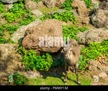 Kleine Jungen Europäischen gehörnten Baby chamois Bergziege stehend vor einigen Felsen in den Bergen Stockfoto