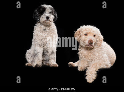 Studio shot Hunde auf schwarzem Hintergrund Stockfoto