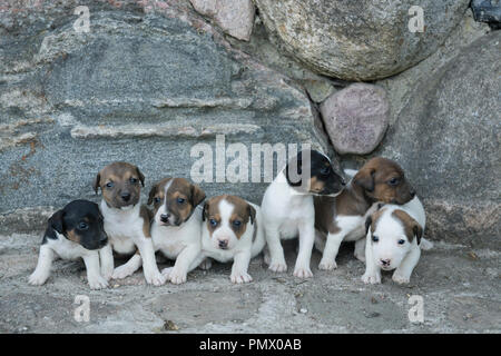 Süße Jack Russell Terrier Welpen in einer Reihe Stockfoto