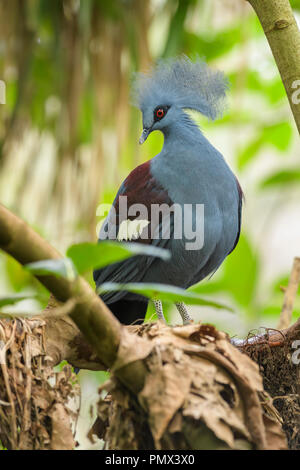 Victoria gekrönt - Taube - goura Victoria, schöne gekrönt Pidgeon aus Papua-neuguinea Wälder und Forsten. Stockfoto