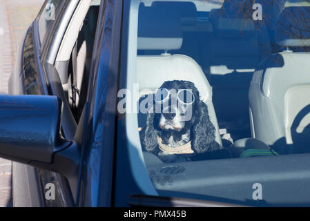 Cocker Spaniel hund mit Sonnenbrille im Auto, im Tessin, in der Schweiz zu sitzen. Stockfoto