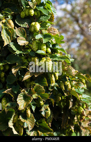 Hopfen (Humulus lupulus), Kent, Großbritannien, Herbst. Getrockneten Hopfen Blumen bieten Bittering, Aroma und Stabilität in Bier, auch in der Kräutermedizin verwendet. Stockfoto