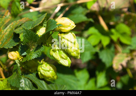 Hopfen (Humulus lupulus), Kent, Großbritannien, Herbst. Getrockneten Hopfen Blumen bieten Bittering, Aroma und Stabilität in Bier, auch in der Kräutermedizin verwendet. Stockfoto