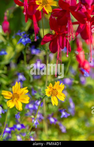 Farbenfrohe Garten Blumen, in Suffolk, England angebaut Stockfoto