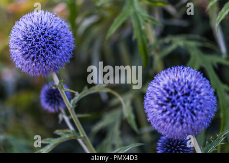 Farbenfrohe Garten Blumen, in Suffolk, England angebaut Stockfoto