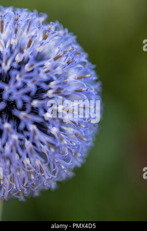 Farbenfrohe Garten Blumen, in Suffolk, England angebaut Stockfoto