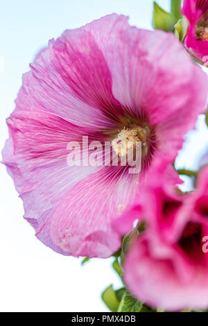 Farbenfrohe Garten Blumen, in Suffolk, England angebaut Stockfoto