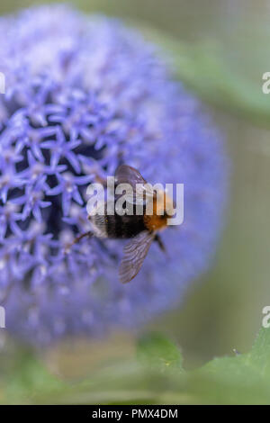 Farbenfrohe Garten Blumen, in Suffolk, England angebaut Stockfoto