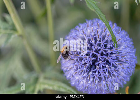 Farbenfrohe Garten Blumen, in Suffolk, England angebaut Stockfoto