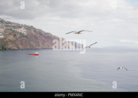 Seevögel (Möwen) fliegen hoch über einer ruhigen, blauen Meer mit Boot unten und die Küste im Hintergrund Stockfoto