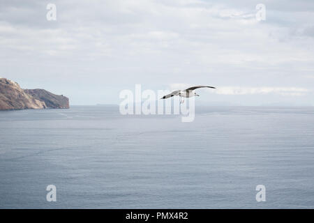 Seevögel (Möwen) auf Augenhöhe fliegen hoch über dem blauen Meer unter Stockfoto