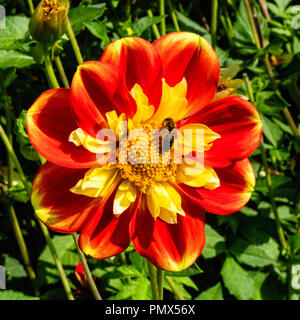 Berlin, Neukölln, Britzer Garten jährliche Dahlie Blume zeigen, Dahlienfeuer, Display. Orange & gelb Dahlie Blüte cultivar, Halskrausendahlie Pooh & Bee Stockfoto