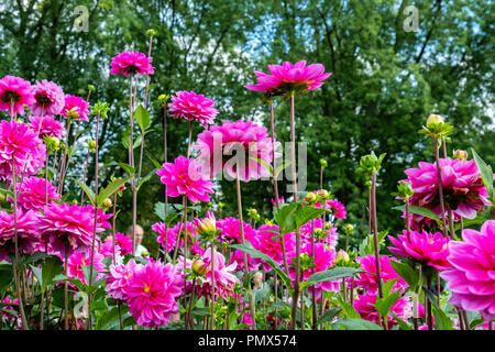 Berlin, Neukölln, Britzer Garten jährliche Dahlie Blume zeigen, Dahlienfeuer, Display. Rosa Dahlie Blüte cultivar, Seerosendahlie Onesta Stockfoto