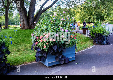 Berlin, Neukölln, Britzer Garten jährliche Dahlie Blume zeigen, Dahlienfeuer, Töpfe von Dahlien entlang Pfad Stockfoto