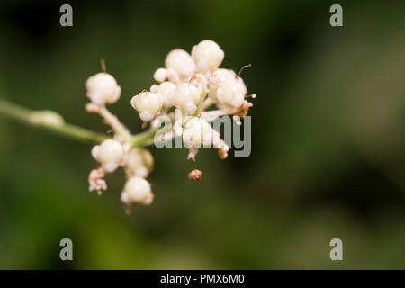 Pollia japonica rief auch Ostasiatische pollia und Yabumyoga ist ein Mehrjährig Blumen native nach Ostasien. Im Botanischen Garten Berlin, Europa Stockfoto