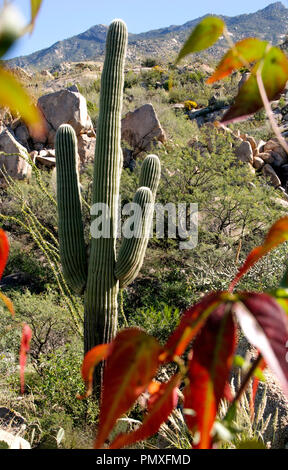 Temperaturen warm an einem Herbsttag in den Ausläufern des Santa Catalina Mountains bleiben, Sonoran Wüste Coronado National Forest, Catalina, Arizona Stockfoto