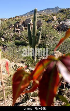 Temperaturen warm an einem Herbsttag in den Ausläufern des Santa Catalina Mountains bleiben, Sonoran Wüste Coronado National Forest, Catalina, Arizona Stockfoto